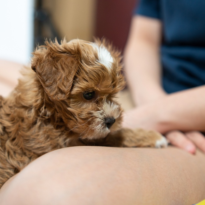 a Maltipoo on his/her owner's thigh