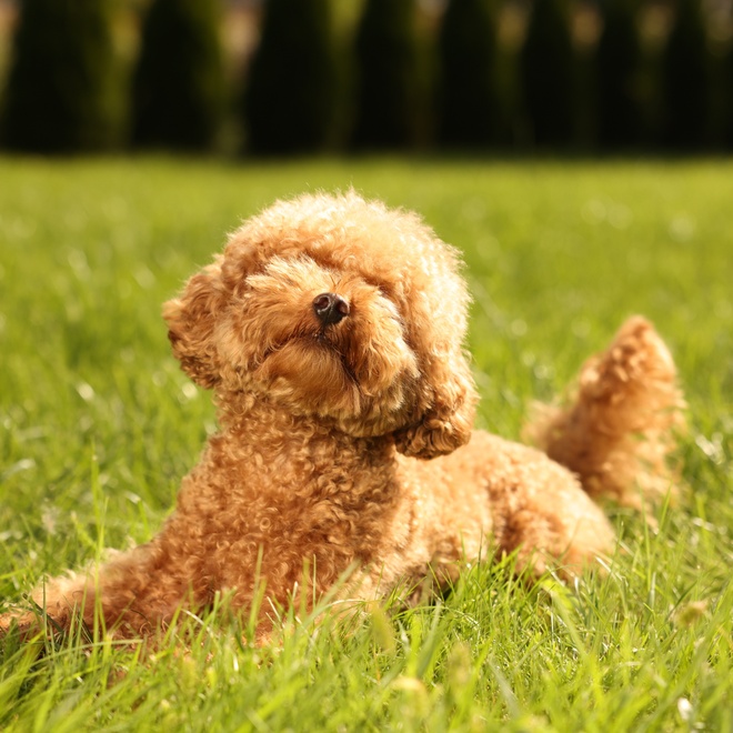 a Maltipoo stretching in the grass in the sun