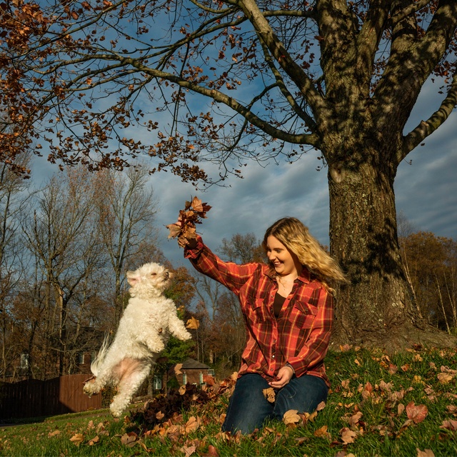 un maltipoo qui joue avec sa propriétaire dans la forêt