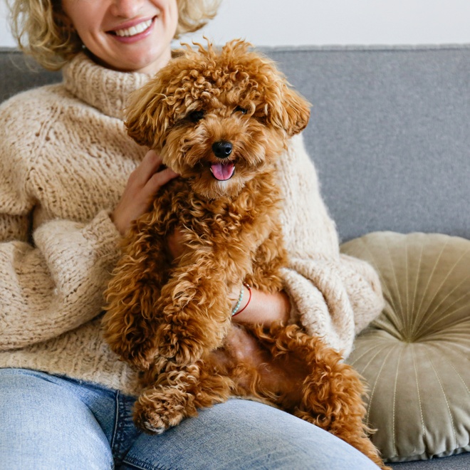 a Maltipoo near its owner