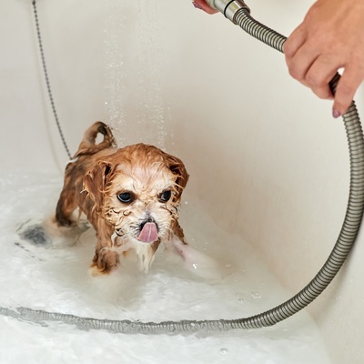 a Maltipoo taking a bath