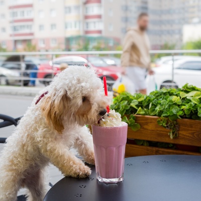 a Maltipoo drinking a milkshake