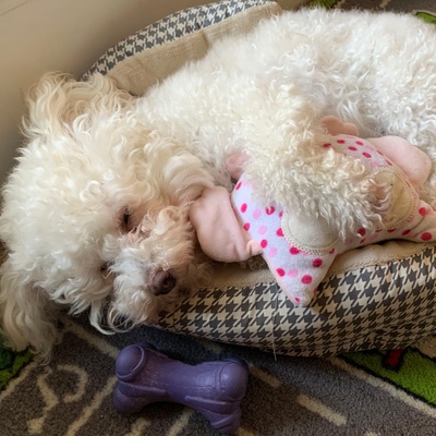 Everything about the Maltipoo: health, education, costs