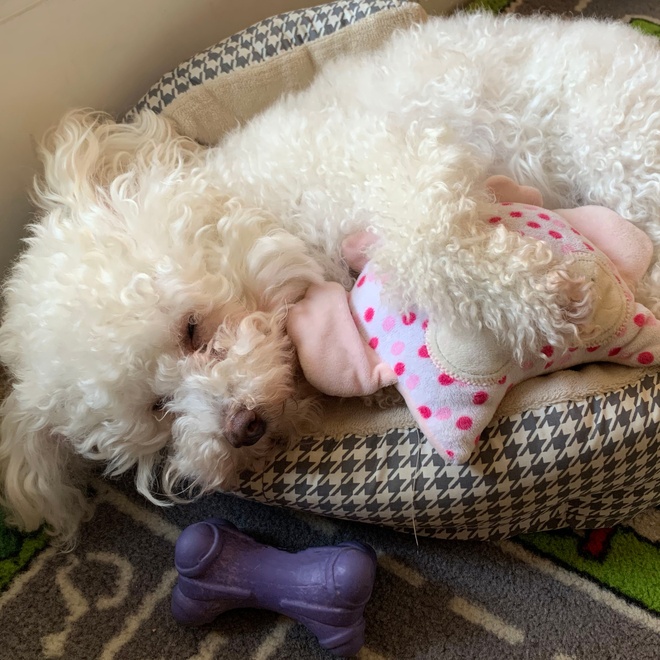 a Maltipoo resting