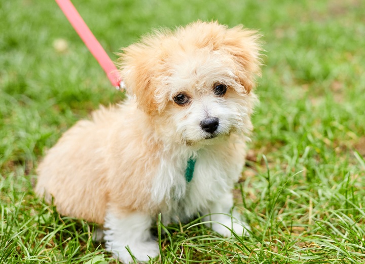 un maltipoo tenu en laisse, posé sur l'herbe avec un regard doux