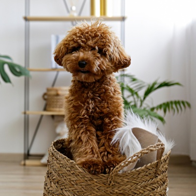 a Maltipoo coming out of a wicker basket