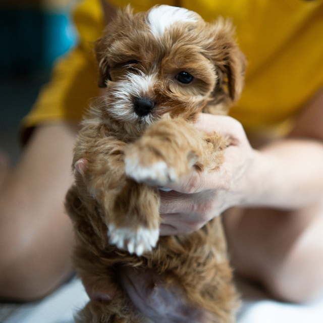un chiot maltipoo dans les bras d'une personne