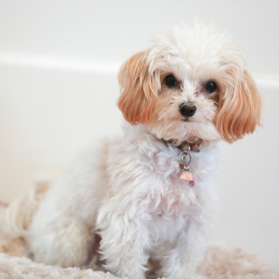 a Maltipoo with white fur and brown ears