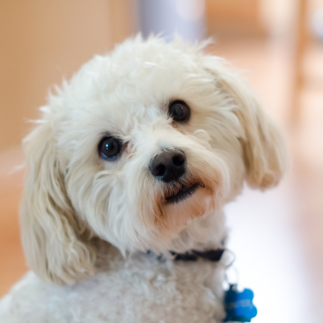 portrait of a Maltipoo tilting its head