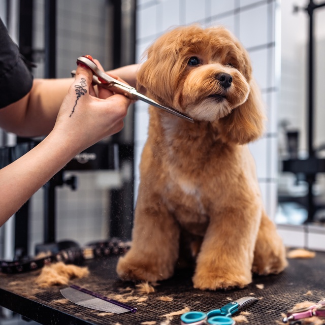 un maltipoo chez le toiletteur