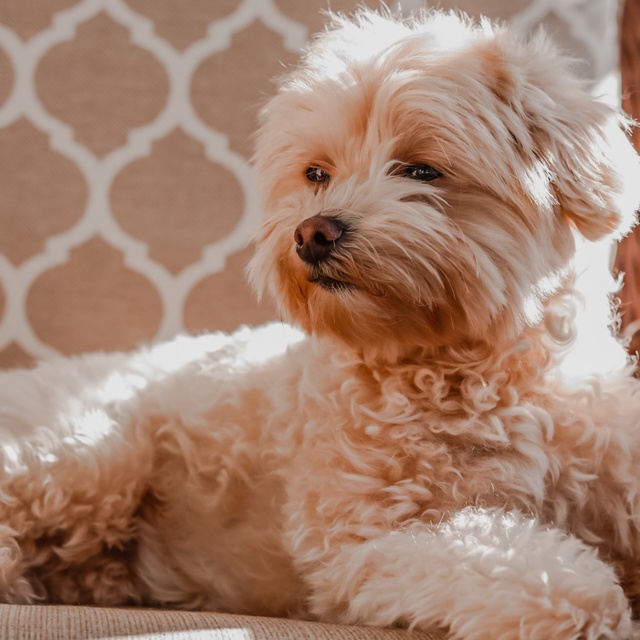 un maltipoo assis