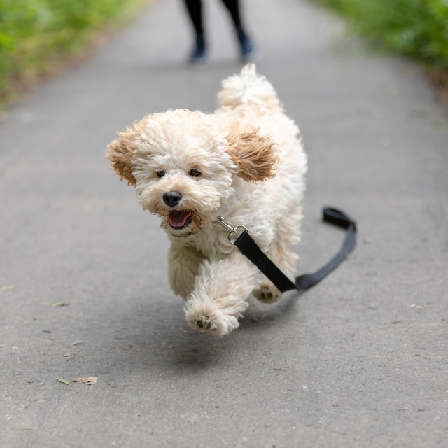 un maltipoo qui court joyeusement