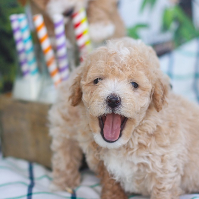 a Maltipoo opening its mouth playfully