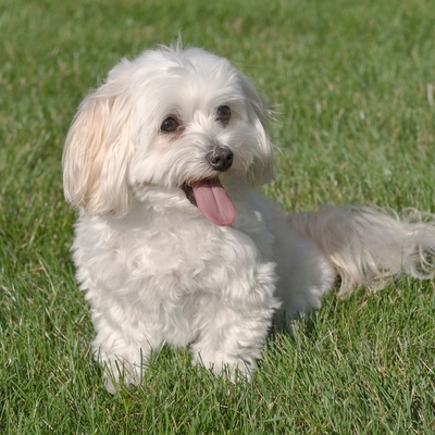 a Maltipoo placed in the grass