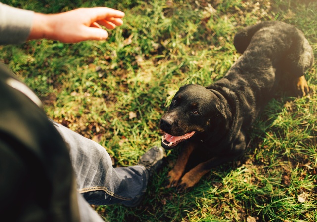 A man training a dog.