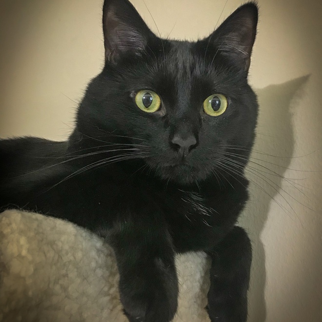 Black manx laying on a chair