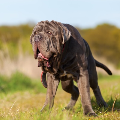un mastiff dans l'herbe