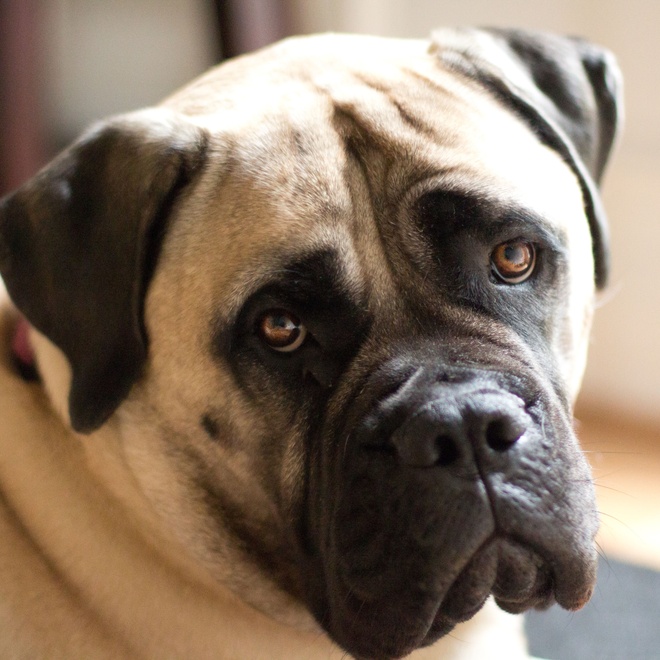 portrait of an English Mastiff tilting its head