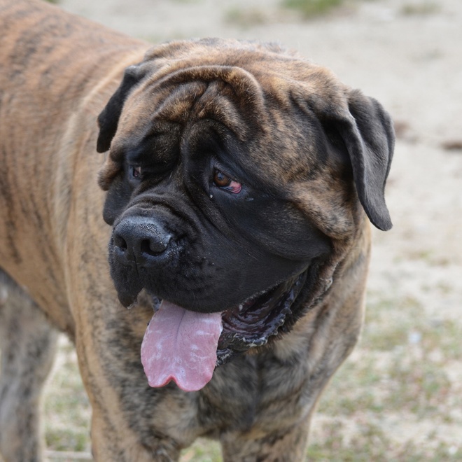 an English Mastiff sticking out its tongue