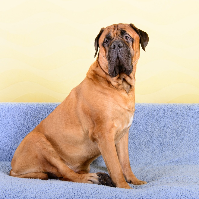 an English Mastiff sitting on a sofa