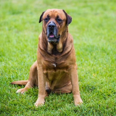 an English Mastiff sitting quietly on grass