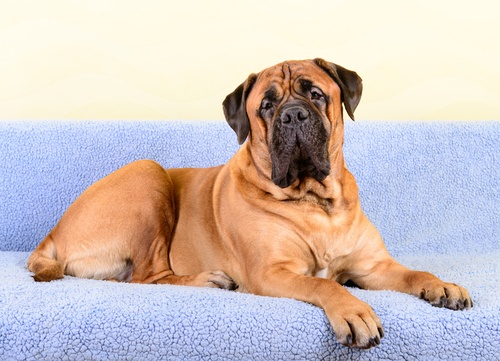 un mastiff sur un canapé bleu