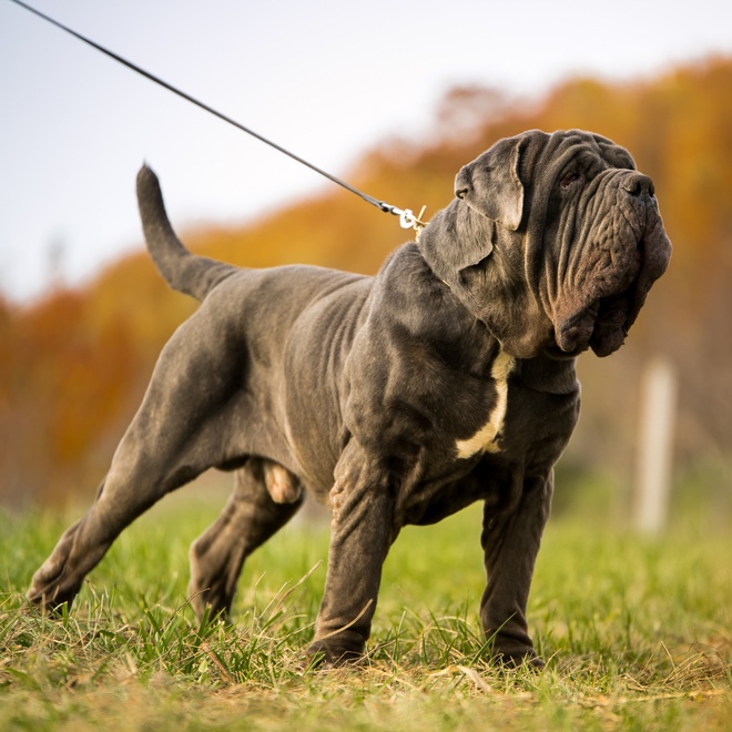 an English Mastiff on a leash