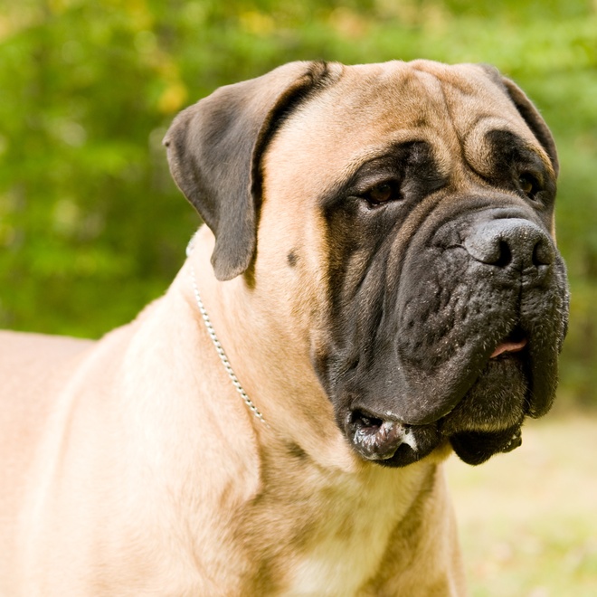portrait of an English Mastiff