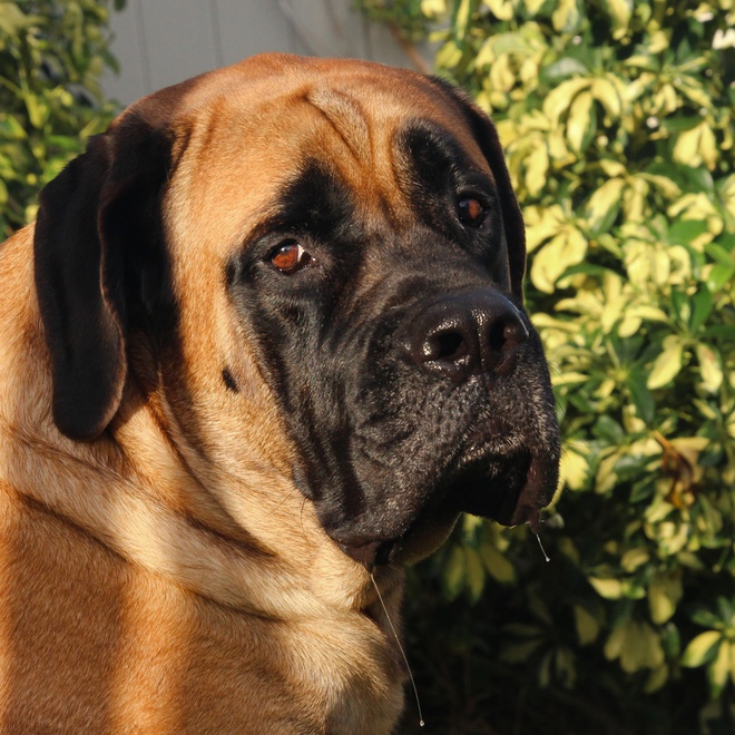 an English Mastiff lit by the sun