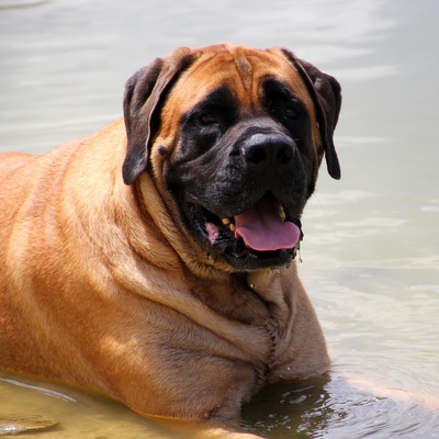 All about the English Mastiff: health, education, costs