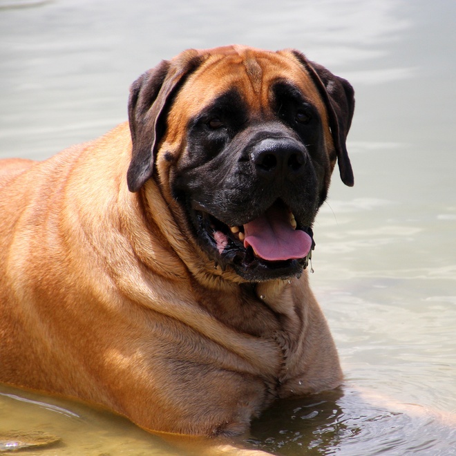 an English Mastiff in the water