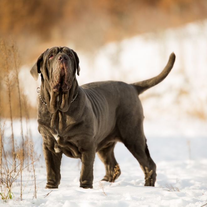 an English Mastiff on snow
