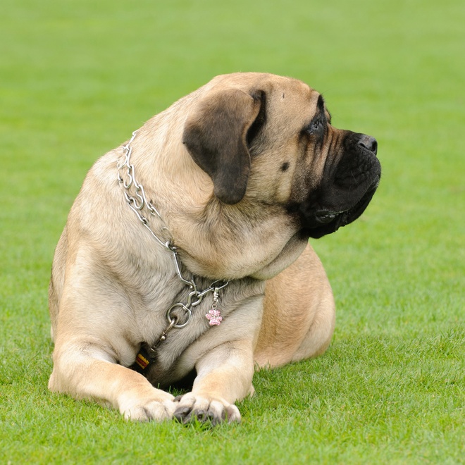 an English Mastiff looking