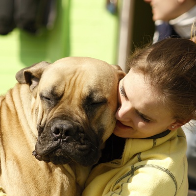 un mastiff dans les bras de sa prorpriétaire