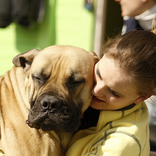 an English Mastiff being hugged by someone