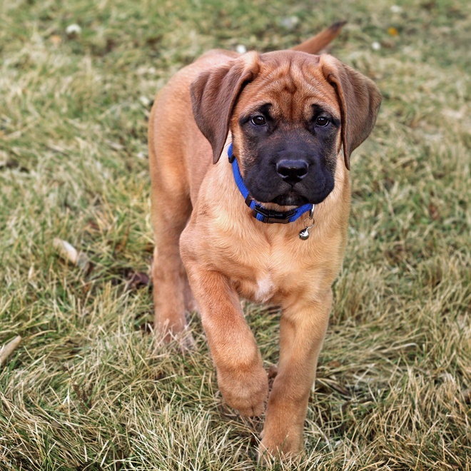 an English Mastiff puppy looking at the camera