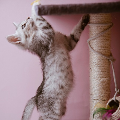 Egyptian Mau climbing a cat tree