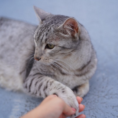 Grey Egyptian Mau holding its owner's hand