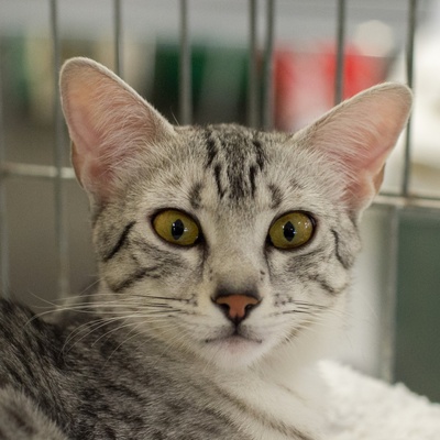 Portrait of a grey Egyptian Mau