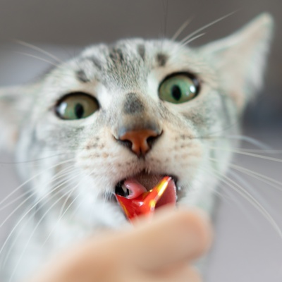 Grey Egyptian Mau with his tongue out