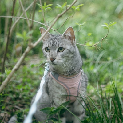 An Egyptian Mau outside with a harness
