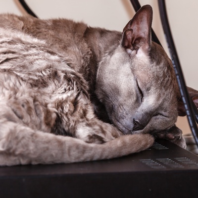 An Egyptian Mau sleeping