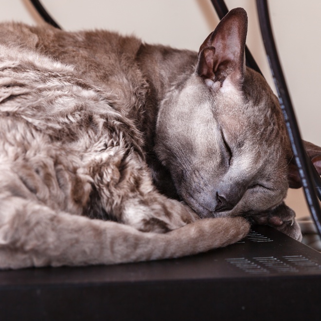 un mau egyptien qui dort sur une box informatique