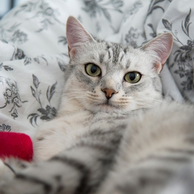 Grey Egyptian Mau sleeping