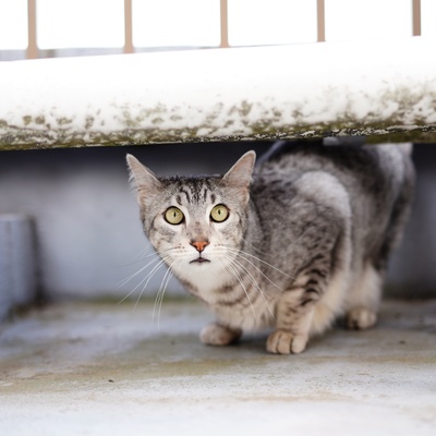 A grey Egyptian Mau under a sofa