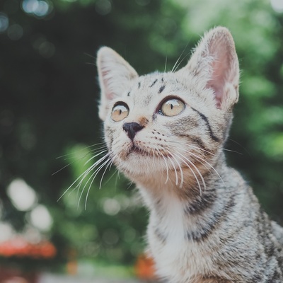 A grey Egyptian Mau cat who looks up at the sky