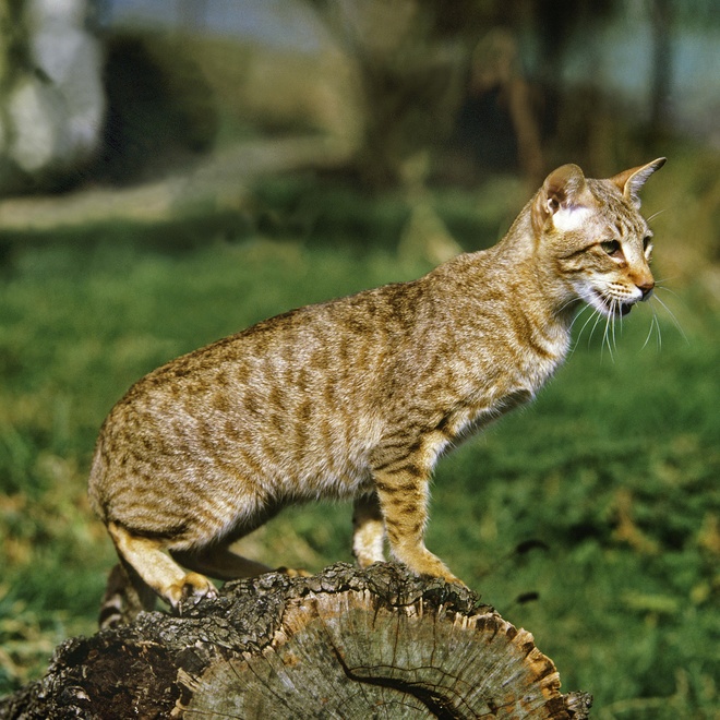un magnifique mau egyptien perché sur un rondin de bois