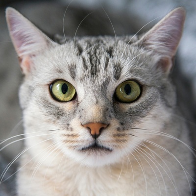 A Portrait of a beautiful Egyptian Mau