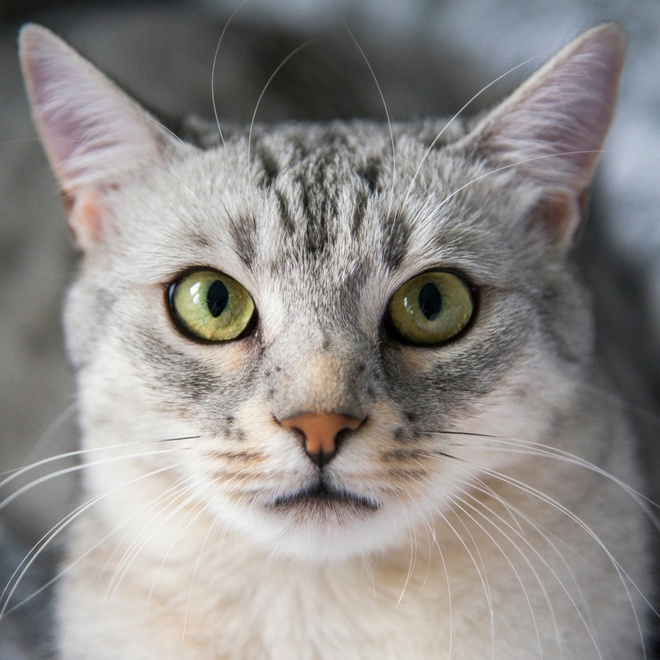 un portrait d'un mau egyptien
