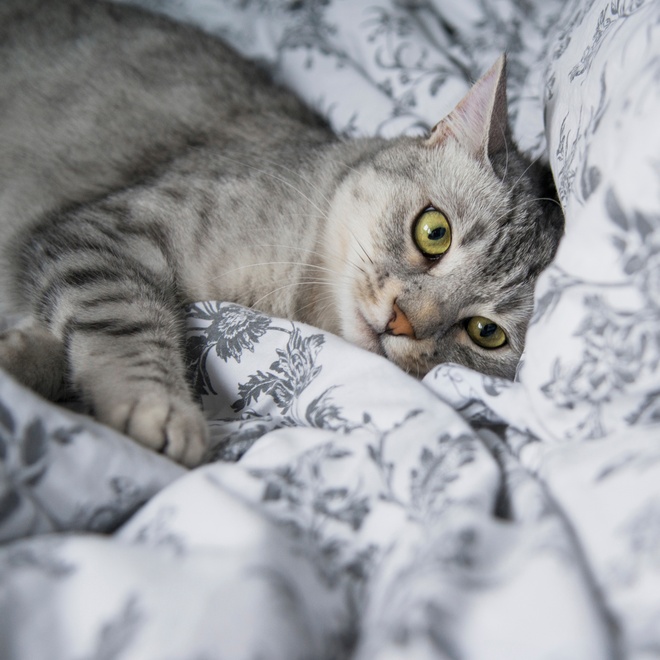 un mau egyptien allongé sur des draps